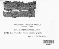 Athallia pyracea image
